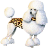 caniche